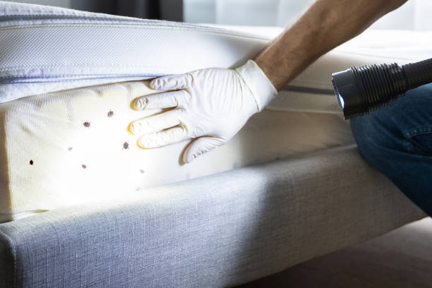 Best Emergency Pest Control  in Mendenhall, MS