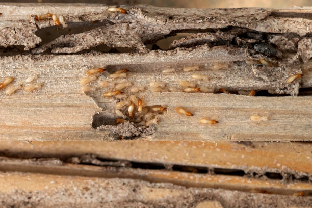 Best Bed Bug Extermination  in Mendenhall, MS